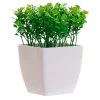 Fusto Plant 15X4 3 Models -Children's Shop item fusto plant 15x4 3 models